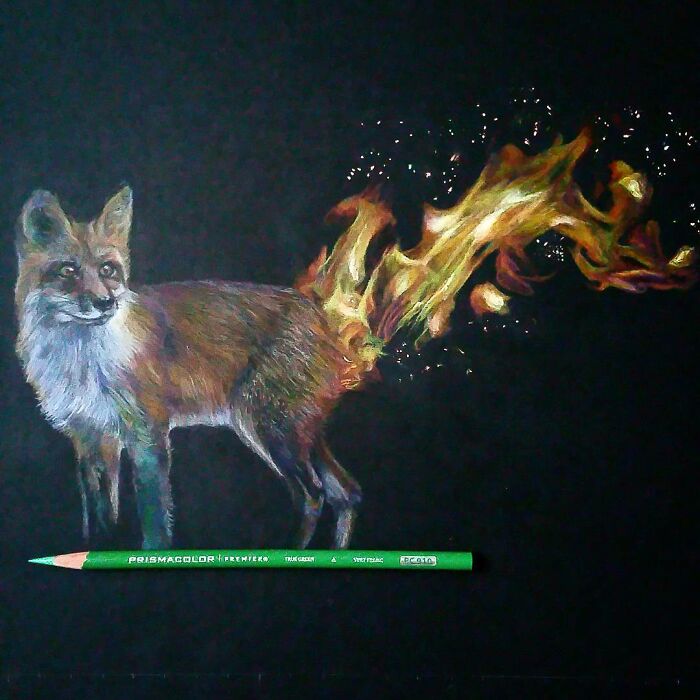 Hyper-realistic pencil drawing of a fox with a fiery tail on black paper.