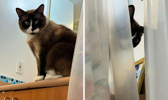 Adopted cat sitting on a counter and peeking through a curtain, showcasing a wholesome moment.