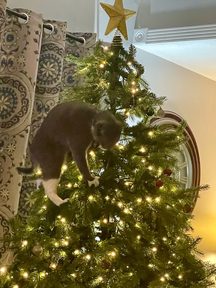 Sergeant Tibbs Loves The Christmas Tree Too Much!