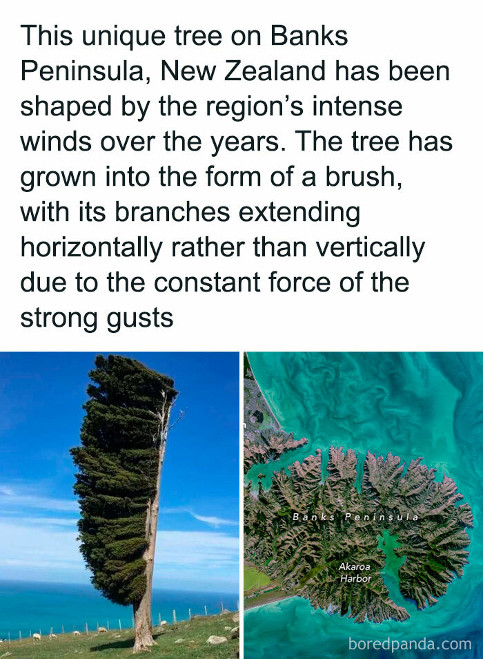 Unique tree on Banks Peninsula, New Zealand, shaped by strong winds; branches grow horizontally from gust impacts.