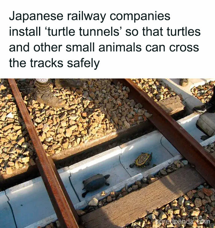 Turtle tunnels under railway tracks allow safe passage for turtles and small animals, reducing accidents and stress.