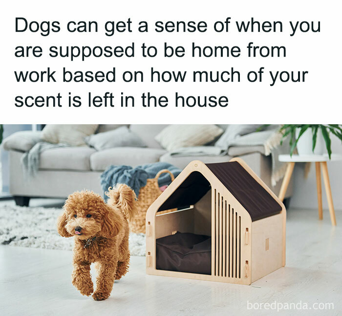 Cute dog walking in a living room with a modern doghouse, illustrating an interesting fact about dogs' sense of smell.