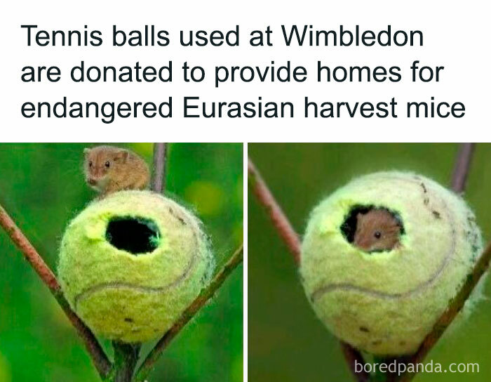 Tennis ball repurposed as a home for a Eurasian harvest mouse, illustrating interesting facts and curiosities.