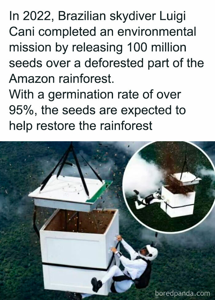 Skydiver releasing seeds over the Amazon rainforest to aid reforestation efforts, showcasing interesting environmental facts.