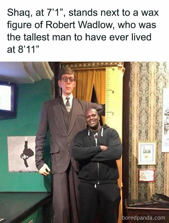 "Person stands next to a wax figure of tallest man ever, Robert Wadlow, illustrating interesting history facts."