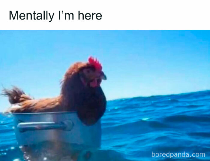 Chicken floating in a pot on the ocean, representing introverted and anxious humor.