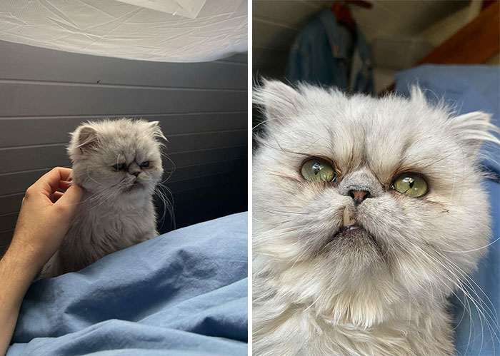 Adopted fluffy white cat getting petted in a cozy setting.