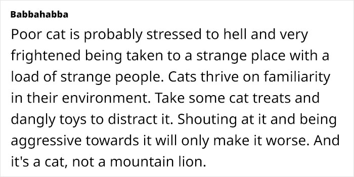 Text discussing a cat\'s stress from being in a new environment with unfamiliar people.