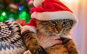 Woman Asks, “AIBU To Expect My SIL To Keep Her Aggressive Cat Away During Xmas?”