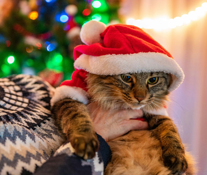 Cat in a Santa hat being held during Christmas celebration, with festive lights in the background.