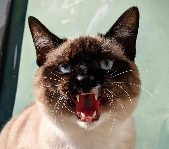 Hostile cat hissing with mouth open, showing teeth, against a light background.