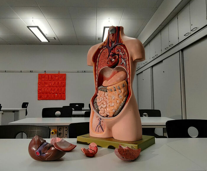 Anatomy model in classroom illustrating organs, symbolizing moment realized dating idiot through odd educational metaphor.