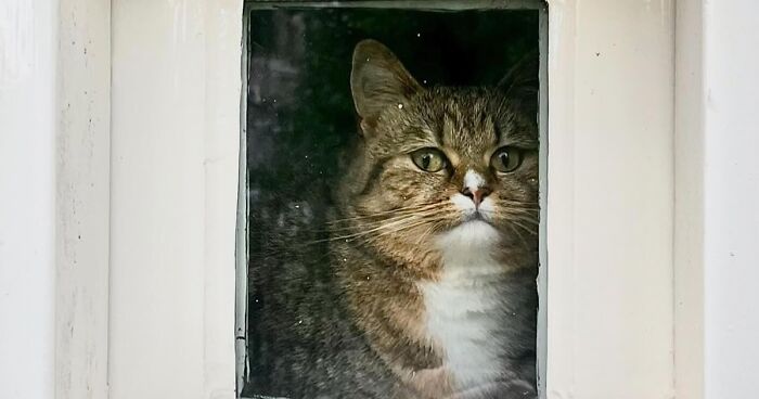 30 Of The Cutest Pics Of Cats Sitting By Windows All Across The World