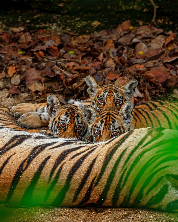 Close-up of three tiger cubs peering over their mother's back amidst autumn leaves, highlighting wildlife beauty.