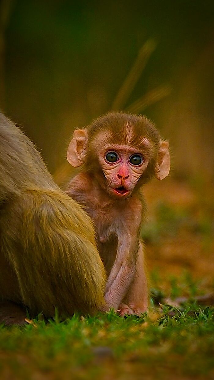 Close-up of a curious baby monkey with expressive eyes, highlighting wildlife photography.