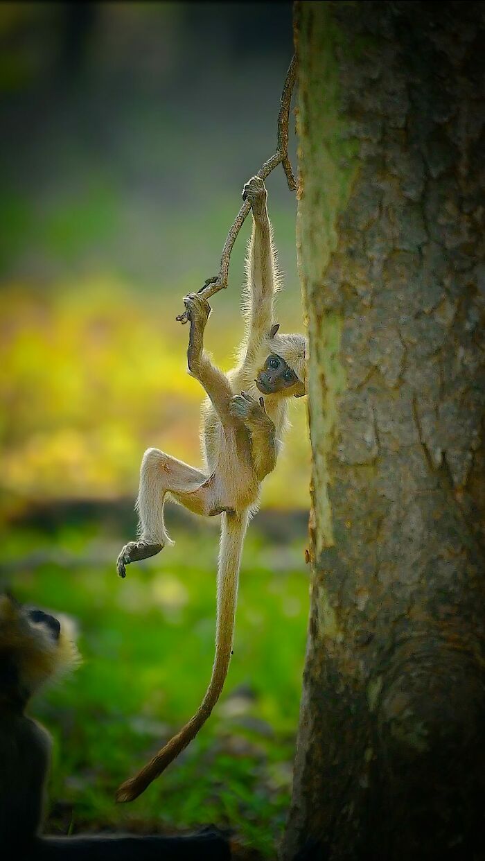 Close-up photo of a monkey climbing a tree, showcasing wildlife photography.