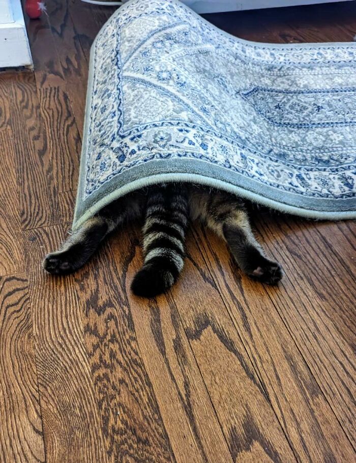 My Cat Is Obsessed With 2 Things: Splooting And Hiding Under The Rug. Always Discover Her "Hiding" With Just Her Feet Sticking Out .. And The Rug Breathing