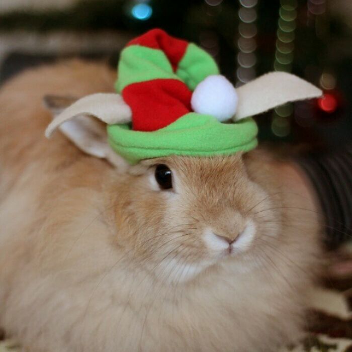 Fluffy rabbit wearing a colorful elf hat, embodying cute and funny Christmas animals.