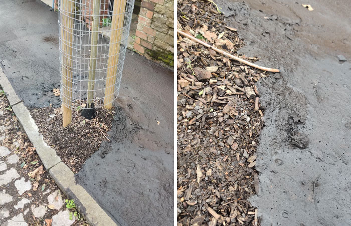 Tree planted lazily on uneven mud-surfaced sidewalk near a protective cage.