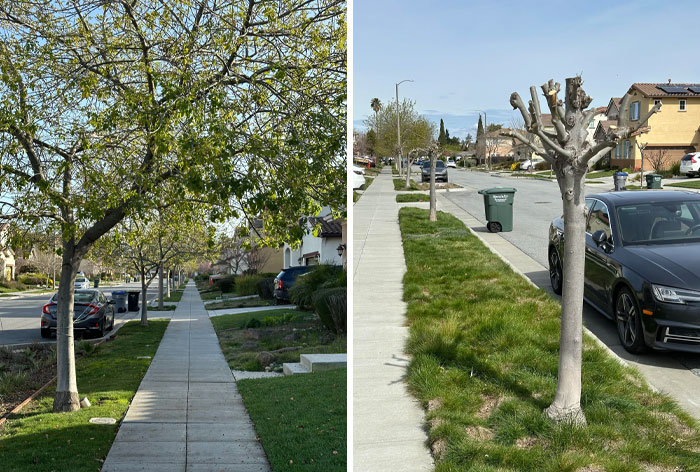 Sidewalk with well-pruned trees and a contrasting poorly pruned tree, highlighting lazy infuriating people's street maintenance.