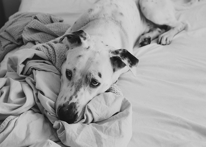 Spotted dog lying on a bed, resting its head on a blanket, depicting a life-changing, peaceful moment.