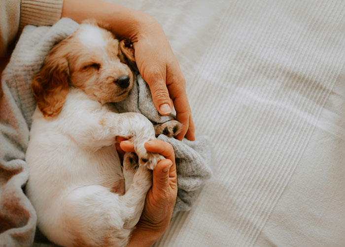 A small puppy sleeps in human arms, symbolizing a life-changing event.