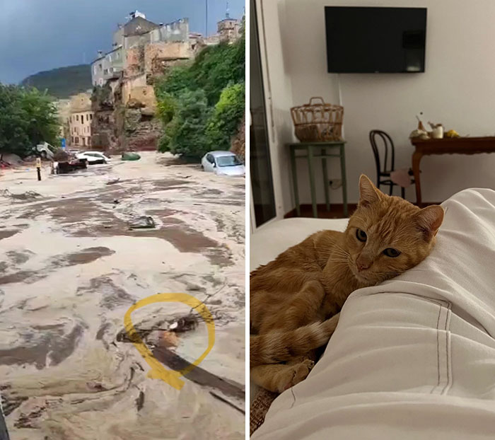 Cat snuggling on a person's lap indoors, with a backdrop of a cozy room.