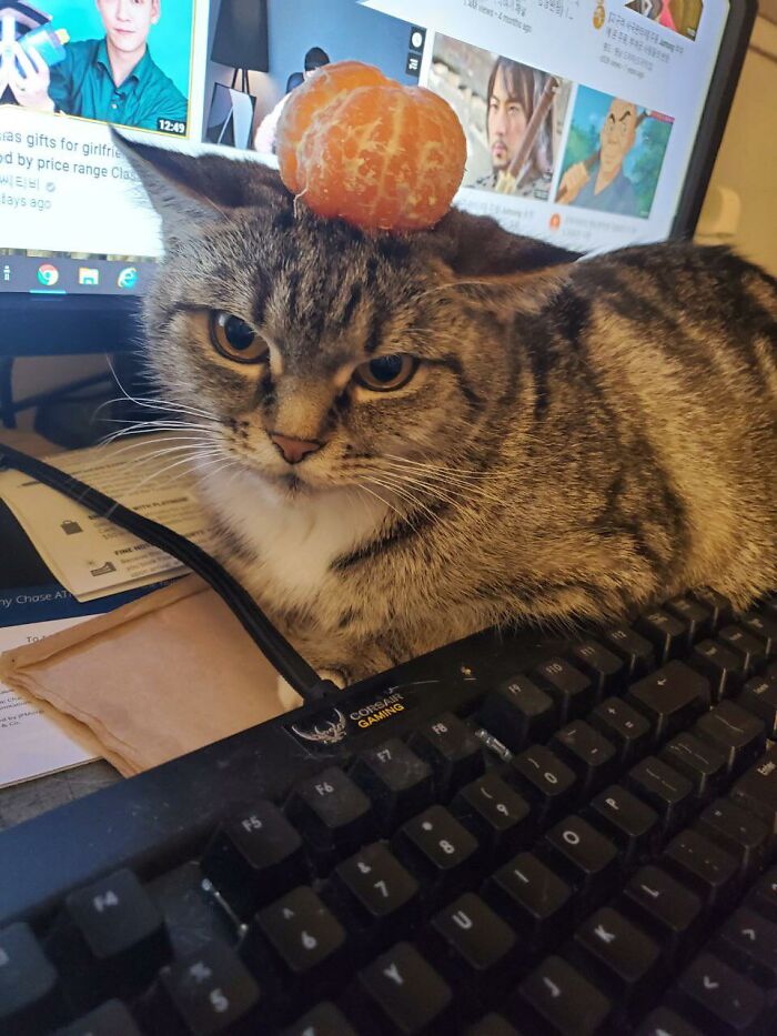 Cat with an orange on its head sitting near a keyboard, showcasing funny stuff on cats.