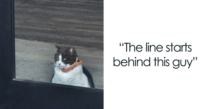 This Local Donut Shop Waiting Line Always Starts Behind A Cat Who’s Obsessed With Sweet Treats