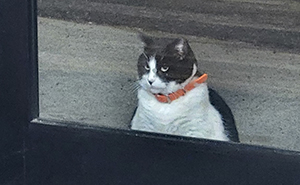 This Local Donut Shop Waiting Line Always Starts Behind A Cat Who’s Obsessed With Sweet Treats