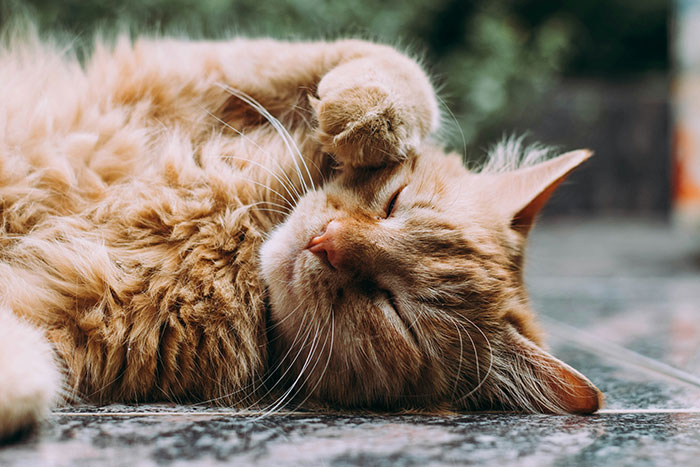 Orange cat napping peacefully, representing a rehomed pet.