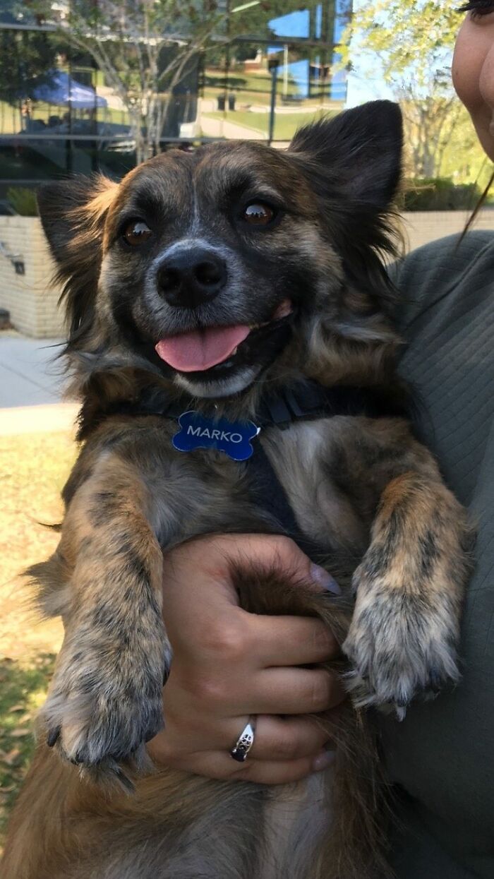 A happy dog named Marko being held, showcasing an insane coincidence with its unexpected playful expression.