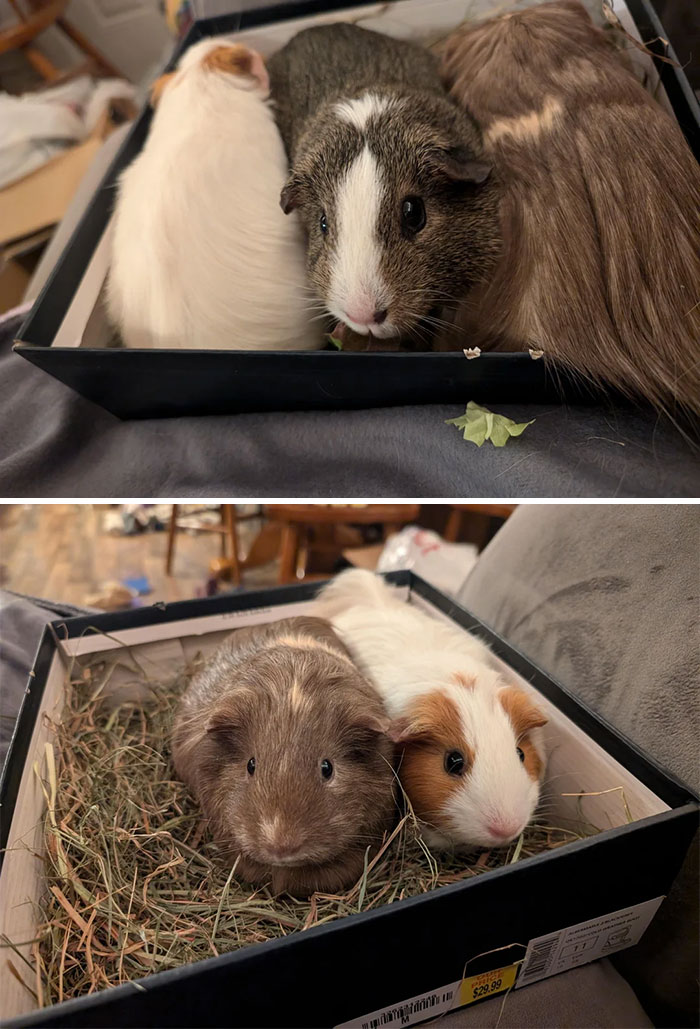 Adopted guinea pigs nestled in a box, showcasing a heartwarming December adoption scene.