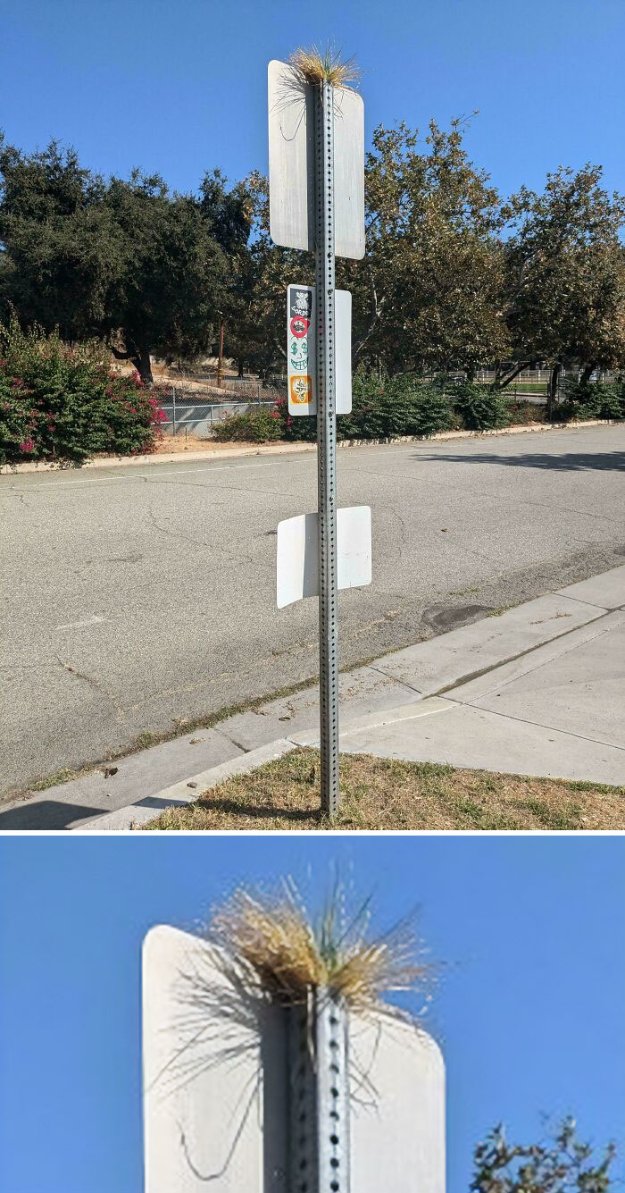 Grass growing on top of a street sign post with trees and a road in the background, something mildly interesting.