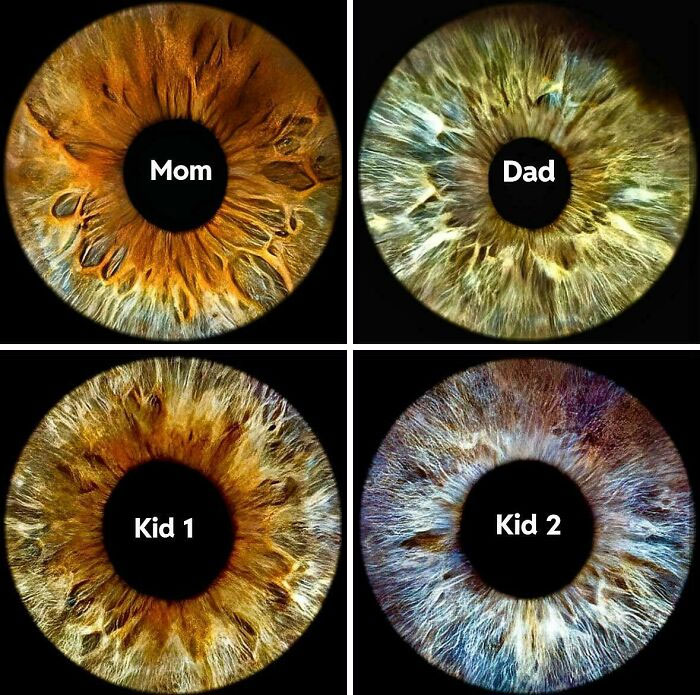 Four irises labeled "Mom," "Dad," "Kid 1," and "Kid 2," showcasing mildly interesting variations in eye patterns.