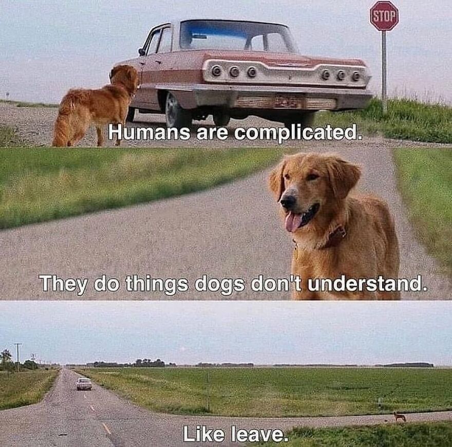 Golden retriever by a car with text, "Humans are complicated. They do things dogs don't understand. Like leave."