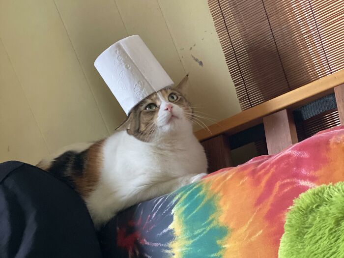 Cat with a roll of paper on its head, humorously lying on a colorful blanket.