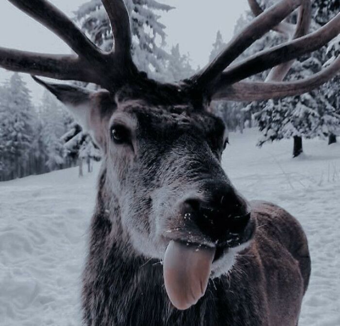 This Derpy Deer 🦌 🎅 🎄