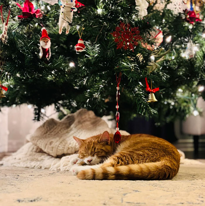 Wholesome adoption: A ginger cat sleeping under a decorated Christmas tree.