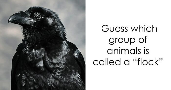 Time To Prove You’ve Watched National Geographic Since Childhood: Try This Trivia About Animal Group Names