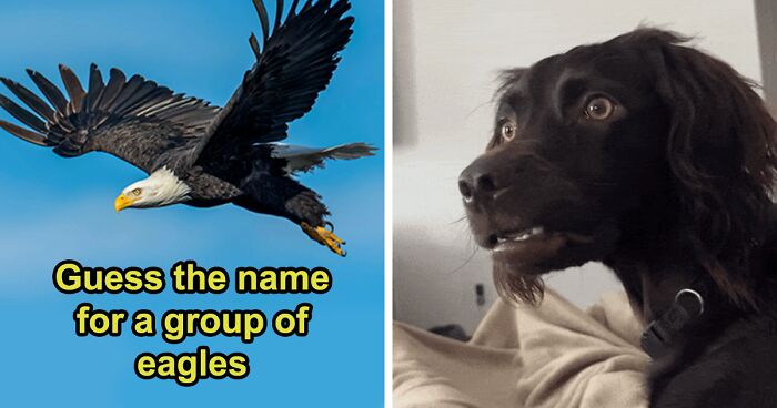 If You Think You Have Great Vocabulary Skills, This Animal Group Name Trivia Might Shake Your Confidence