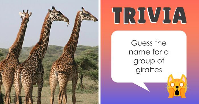 A Group Of Lions Is Called A Pride, But Let’s See If You Can Identify Some Other Animal Group Names With This Trivia