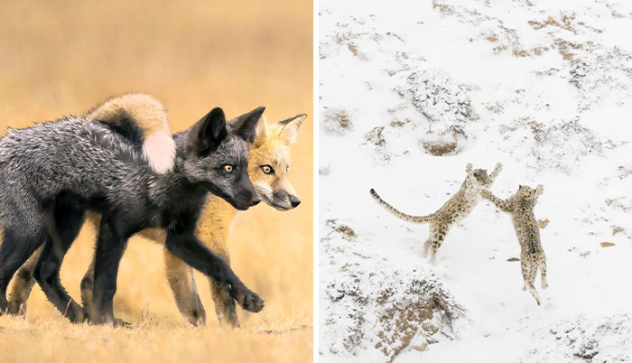 The Nature Photographer Of The Year: 30 Captivating Images From The 2024 Contest