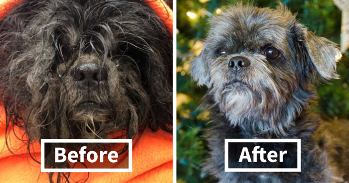 This Matted Dog Who Was Frozen To The Ground Is Unrecognizable After Losing 6 Pounds Of Fur