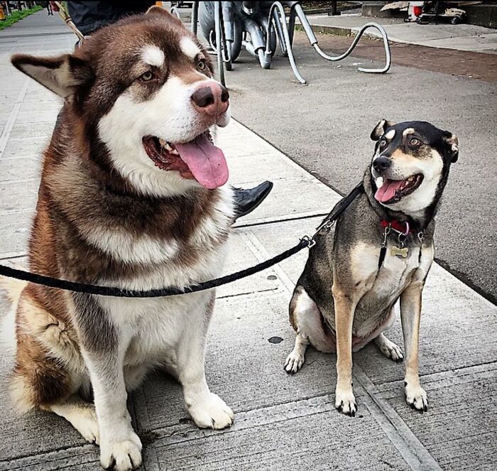 My Pup Derped Out Hard Upon Meeting A Malamute. She Was In Awe