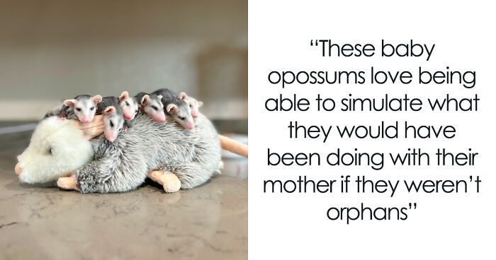 Photos Of Orphaned Baby Opossums Snuggling With Their Plush Mom Are Melting Netizens’ Hearts