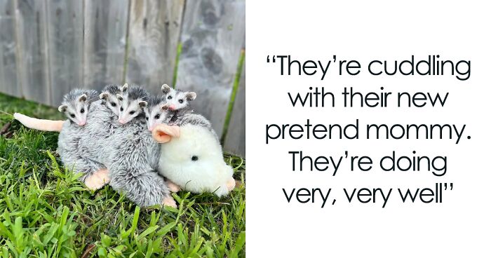 These Baby Opossums Lost Their Mom, But The Rescue Team Found A Beautiful Way To Comfort Them