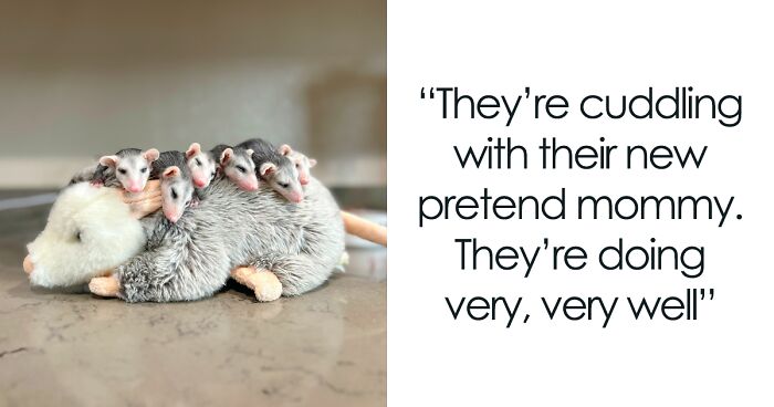 These Baby Opossums Lost Their Mom, But The Rescue Team Found A Beautiful Way To Comfort Them