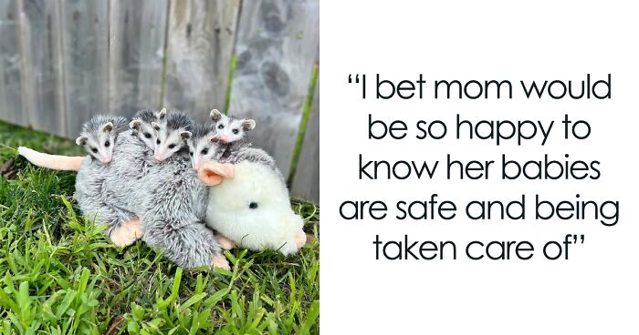 Probably The Cutest Rescue Effort: Orphaned Baby Opossums Get An Adorable Plush Mom To Cling To