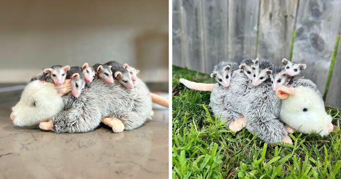 These Baby Opossums Lost Their Mom, But The Rescue Team Found A Beautiful Way To Comfort Them